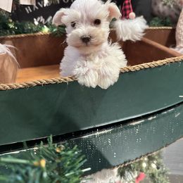 Miniature Schnauzer Puppies from Cali Sun-kissed Schnauzers