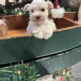 Miniature Schnauzer Puppies from Cali Sun-kissed Schnauzers