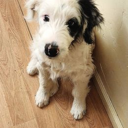 Phoebe - Blue merle female Aussiedoodle puppy in Vernal, Utah from Adorable Aussiedoodles