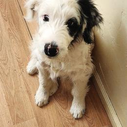Phoebe - Blue merle female Aussiedoodle puppy in Vernal, Utah from Adorable Aussiedoodles