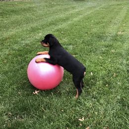 Rottweilers from Vintage Acres