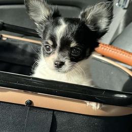 Libby - Black and white female Chihuahua puppy in Palmyra, Indiana from Country Star Chihuahuas