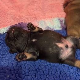 Bunkhouse Litter-Colby - Black and tan male French Bulldog puppy in Kalispell, Montana from Grace & Grit Frenchies