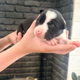 Buzz - Black and white male Border Collie puppy in Taylor, Arizona from Vowell Farm Border Collies