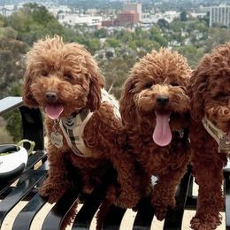Poodles from Red Toy Poodle World
