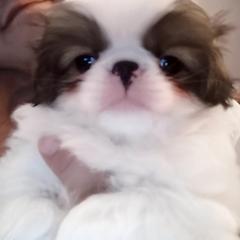 Japanese Chin Puppies from Mystike Japanese Chin