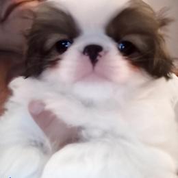 Japanese Chin Puppies from Mystike Japanese Chin
