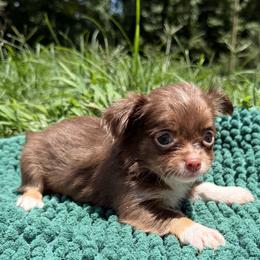 Taffee - Chocolate and white female Chihuahua puppy in Sherwood, Arkansas from Bartelt Breeders