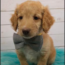 Trident - Apricot male Aussiedoodle puppy in Farley, Iowa from Iowa's Doodle Co.