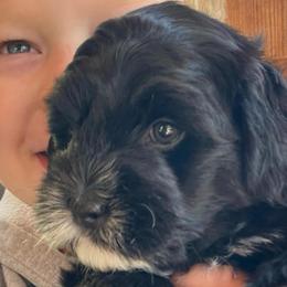 Tango Wool Bugle Boy - Black male Goldendoodle puppy in East Otis, Massachusetts from BridleWoof