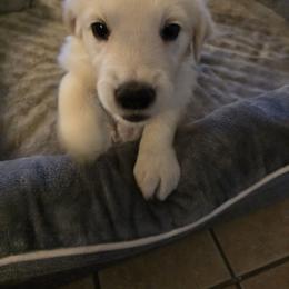 Boy 1 (no collar)  Fergus - Light golden male Golden Retriever puppy in Elizabeth, Colorado from Blazing Star Goldens