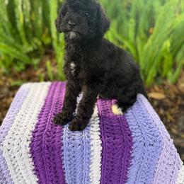 Bacon - Black male Goldendoodle puppy in Atlantic Beach, Florida from Glamorous Golden Doodles