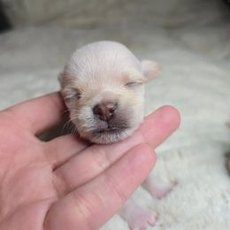 Snowy - Cream and white male Chihuahua puppy in El Paso, Texas from JVJ Chihuahua