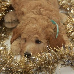 Australian Shepherd, Goldendoodle, and Poodle Puppies from 5AFarms