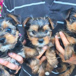 Yorkshire Terriers from JUAREZ FAMILY YORKIES