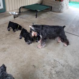 Miniature Schnauzer Puppies from Starbound Miniture Schnauzer's