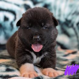 AKC Girl 'Akira' - Brown, black overlay female Akita puppy in Tombstone, Arizona from WeVolution Off-Grid