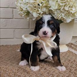 Tanner - Tri-color male Bernedoodle puppy in Russell Springs, Kentucky from 270 Doodles