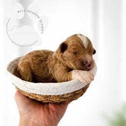 Nugget - Red male Cavapoo puppy in London, Kentucky from Blue Meadow Puppies