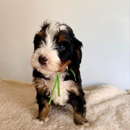 Maui - Tri-color female Bernedoodle puppy in Midland, Texas from Southern Oak Breeders LLC