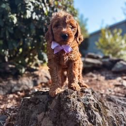 Lace - Red  female Goldendoodle puppy in Shingle Springs, California from Kindred Oak Goldendoodles