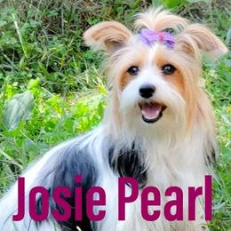 Joise - Yorkshire Terrier