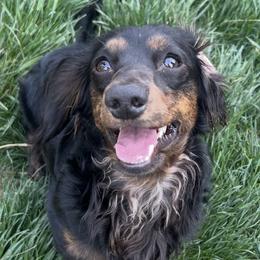 Moe - Dachshund