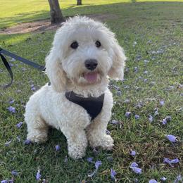 Zuma - Maltipoo