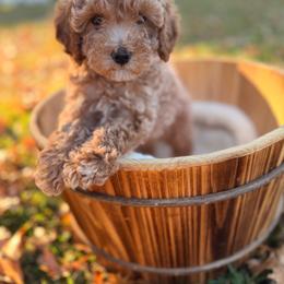 Jewels - Brown female Maltipoo puppy in Mahwah, New Jersey from Awwws-n-Pawws
