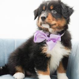 Sprinkles - Black tri female Miniature American Shepherd puppy in Elmwood Park, Illinois from Goldens&MiniAussiesWithFinesse