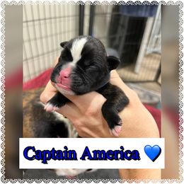 Captain America - Brindle male Boxer puppy in Greenwell Springs, Louisiana from Bayou Boxer Haus