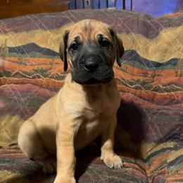 Dale - Fawn male Great Dane puppy in Somerset, Ohio from Quarter Creek Danes