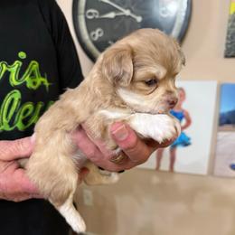 Winter - Merle female Chihuahua puppy in Ochlocknee, Georgia from High Cotton Chihuahuas