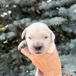 Boy 2 - Light golden male Golden Retriever puppy in Utah from Deseret Peak Goldens