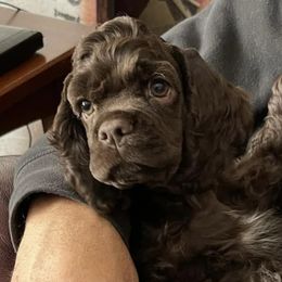 Annie - Cocker Spaniel
