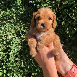 Cavalier King Charles Spaniel and Cavapoo Puppies from Small Town Cavaliers