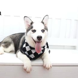 Danica - Gray and white female Pomsky puppy in Murfreesboro, Tennessee from Middle Tennessee Pomskies