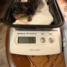 Blk pointed boy - Black and tan male Dachshund puppy in Irving, Texas from DFW Dachshunds by G & S