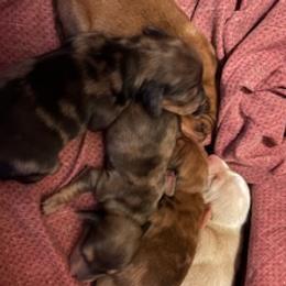 Dachshund puppies from Diana's Dachshunds