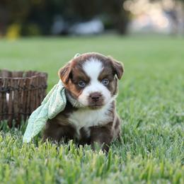 Celeste - Red tri female Miniature Australian Shepherd puppy in White Oak, Texas from Triple Lake Ranch Miniature Australian Shepherds