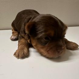 Nutmeg-Orange collar - Chocolate and tan male Yorkshire Terrier puppy in Selden, New York from Alisha's Yorkshire Terriers