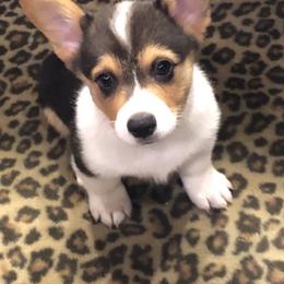 Pembroke Welsh Corgi Puppies from Shabby Chic Corgis