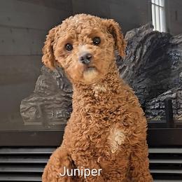 Junniper - Poodle