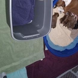Boxer Puppies from A-L Desert Boxers