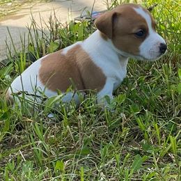 Jack Russell Terrier Puppies from Kajun Jacks