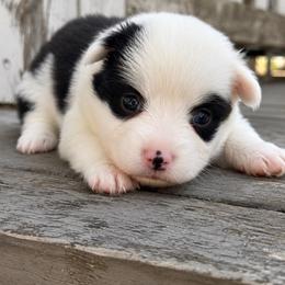 Snow (pink) fluffy - Black and white female American Corgi puppy in East Oakdale, California from Rhettro Kennels
