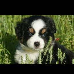 Miniature Australian Shepherd, Shih Tzu, and Toy Australian Shepherd Puppies from River Springs Aussies