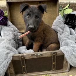 Diamond - Fawn sable female Belgian Malinois puppy in Chino, California from BlueStone K9