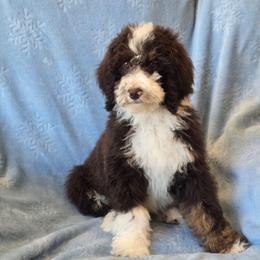 Blaze - Brown and white male Sheepadoodle puppy in Heyburn, Idaho from Royal T Acres