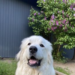 Friggs - Great Pyrenees